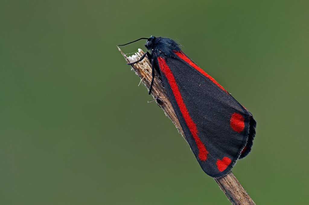 Quelle: https://de.wikipedia.org/wiki/Jakobskrautb%C3%A4r#/media/Datei:Tyria_jacobaeae-Ahlhorn-2009-Thomas_Huntke.jpg