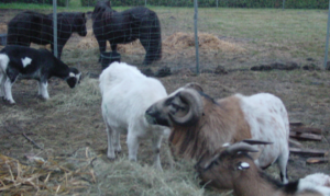 Zum Schlachter kommt hier keiner!!