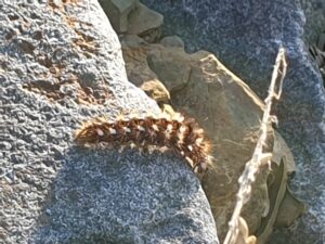 Egal wie klein und zwergig Du bist: Immer weitermachen...