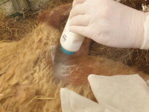 Festliegendes Schaf Molli wird gepudert
