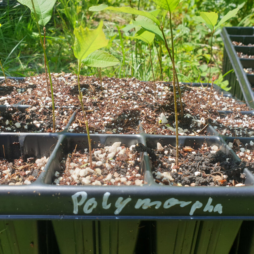 Quercus polymorpha