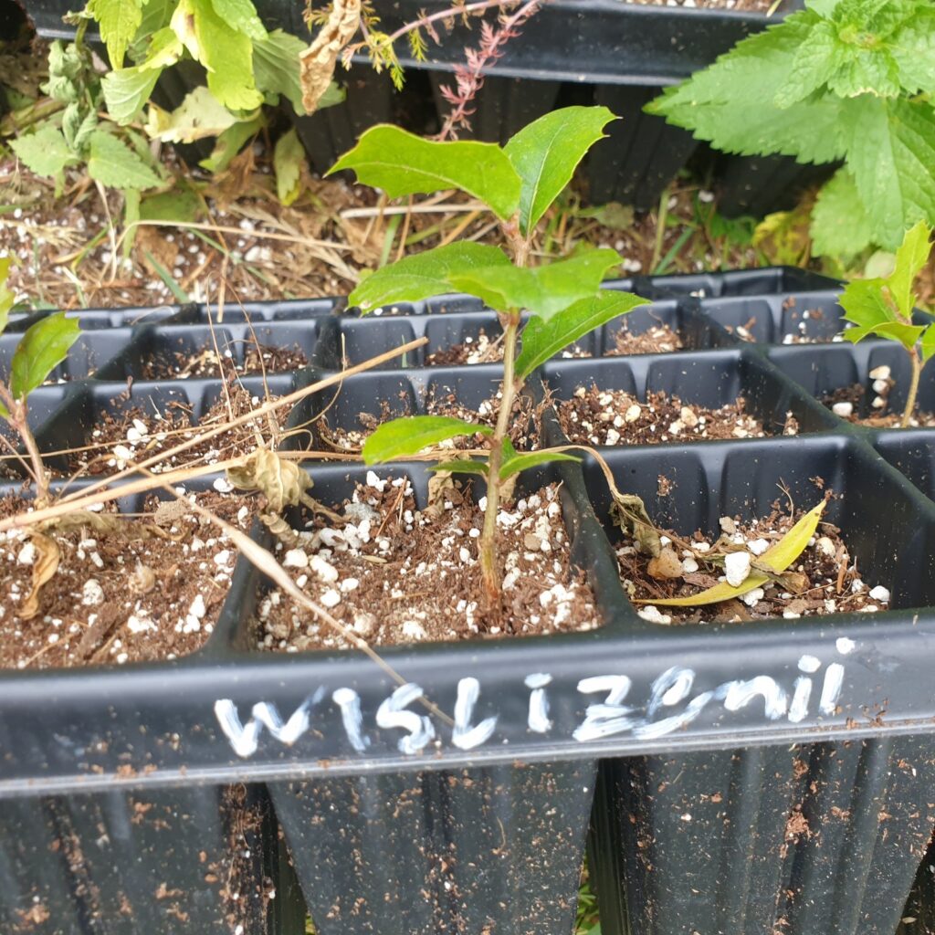 Quercus wislizeni